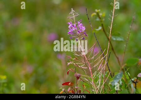 Estate naturale backround: Bella viola Ivan-tea fiori su un soleggiato verde medow. Scatto orizzontale. Spazio di copia Foto Stock