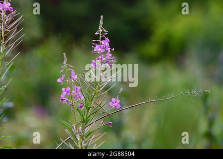 Estate naturale backround: Bella viola Ivan-tea fiori su un soleggiato verde medow. Scatto orizzontale. Spazio di copia Foto Stock