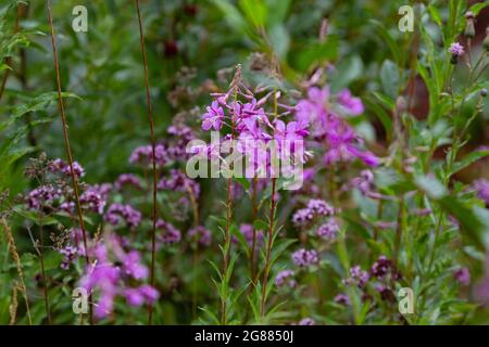 Estate naturale backround: Bella viola Ivan-tea fiori su un soleggiato verde medow. Scatto orizzontale. Foto Stock