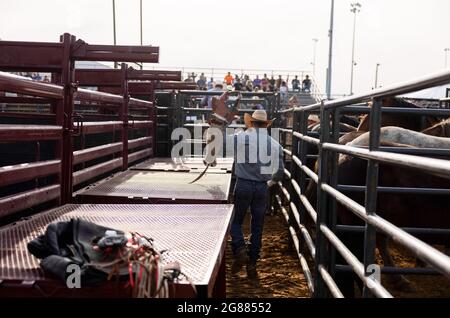 Bloomington, Stati Uniti. 02 luglio 2021. Un cavaliere bareback prepara la sua attrezzatura da sella prima del 3 Bar J Rodeo alla fiera della contea di Monroe. La fiera della contea di Monroe a Bloomington, Indiana, è un'esposizione annuale di artigianato, prodotti agricoli e bestiame durante la settimana, una riunione della comunità e un festival che si tiene nella zona fieristica della contea. Le fiere della contea negli Stati Uniti sono una tradizione e una parte della cultura profondamente radicata nella vita rurale americana. Le fiere della contea sono iniziate molto tempo fa come un modo per gli agricoltori e i lavoratori agricoli di riunirsi e socializzare. Credit: SOPA Images Limited/Alamy Live News Foto Stock