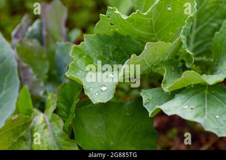 Primo piano di foglie di cavolo con gocce di pioggia. Il cavolo spara sul letto all'aperto. Concetto di giardinaggio domestico Foto Stock