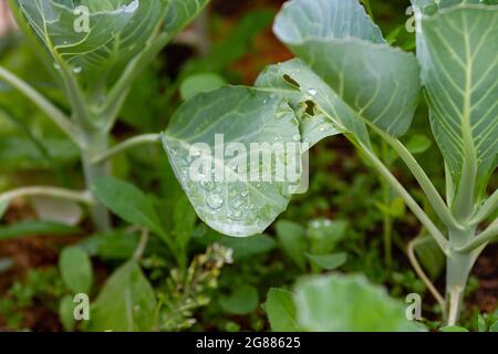 Primo piano di foglie di cavolo con gocce di pioggia. Il cavolo spara sul letto all'aperto. Concetto di giardinaggio domestico Foto Stock