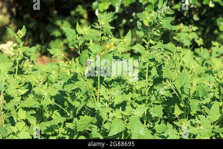 Triangeli League (Atripla prostrata) Foto Stock