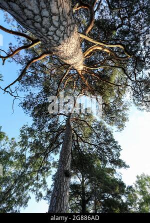 Aspen (Aspen) (Pinus sylvestris) - Legni rossi Foto Stock