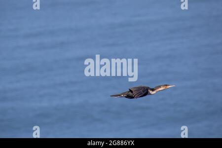 Cormorano di razza bianca in volo ad alta velocità isolato contro un'immagine di sfondo dell'oceano con spazio di copia Foto Stock