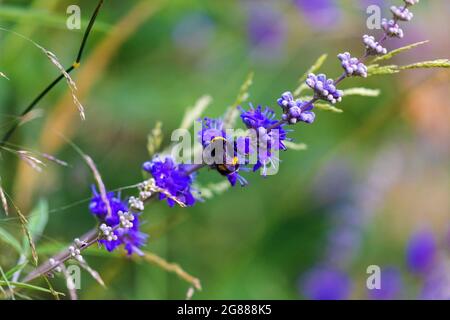 I fiori di Vitex agnus-castus, chiamato anche vitex, albero di caste Foto Stock