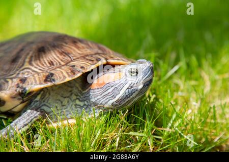 Natura, erba verde. Trachemys scripta elegans Red Eared Slider siede sul prato. Una tartaruga crogiola al sole Foto Stock