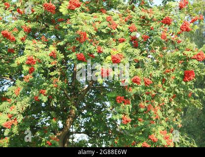 Ashberry con foglie su sfondo cielo Foto Stock