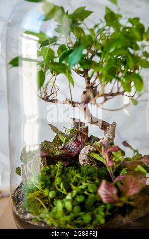 Decorare le piante in una bottiglia di vetro; terrario autosufficiente dell'ecosistema; bottiglia di terrario da giardino; foresta in un barattolo. Vasetto terrario con ecosistema autonomo. Foto Stock