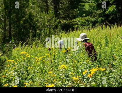Escursioni in Bulgaria. Escursionisti in erba alta su un sentiero escursionistico nella Riserva Naturale di Rila e Parco Nazionale, Monte Rila, Bulgaria, Balcani Foto Stock