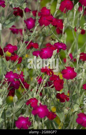 foglie d'argento feltrato e fiori magenta di molte piante di coronaria silene o miller polveroso Foto Stock