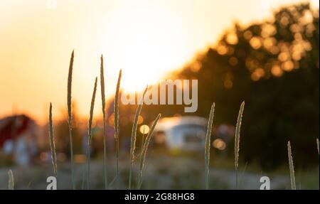 Splendide e soleggiate vibrazioni sulla spiaggia. Erba asciutta morta nella parte anteriore. Cocktail bar sul retro nel bokeh. Vacanze soleggiate vibes nella piccola città estone Parnu. Atmosfera rilassante durante il tramonto estivo Foto Stock