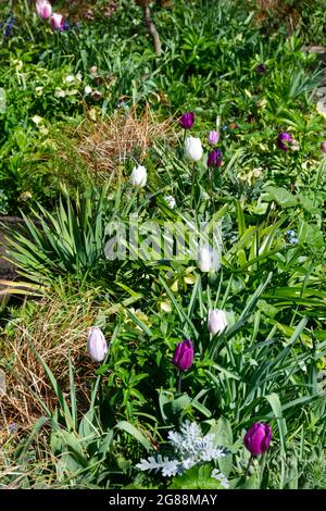 Triumph tulipani Bandiera viola, Bandiera bianca e Flaming Flag in un giardino di primavera UK aprile Foto Stock