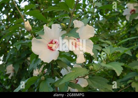 Hibiscus rosa siriana o cinese, fiori della famiglia Malvaceae. Bush fiorito con fiori di ibisco. Foto Stock