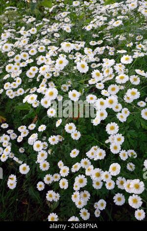 Un cerotto di feverfew - Tanacetum parthenium - fiori in un giardino nello Shropshire, Inghilterra, Regno Unito Foto Stock