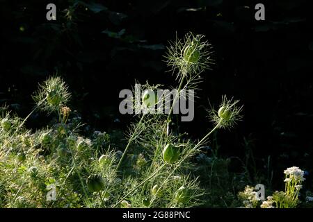 Teste di semina di Love-in-a-Mist - Nigella damascena - su sfondo nero Foto Stock