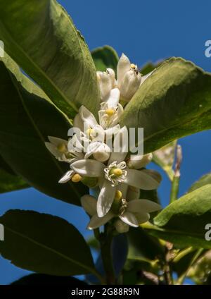 Gruppo di fiori bianchi di tahitian Lime tree (calce persiana, lime Bearss) al sole d'inverno. Giardino, Queensland, Australia. Foto Stock