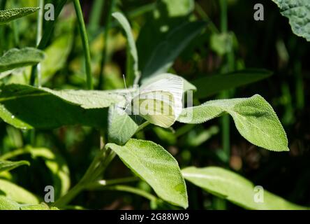 Farfalla bianca di cavolo ( Pieris rapae ) su salvia officinalis pianta luglio Regno Unito Foto Stock