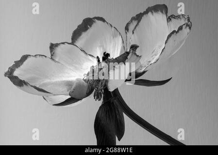 Un unico bel fiore di Peony come muore e si dissolve da rosa brillante a crema. I bordi del petalo diventano dorati Foto Stock