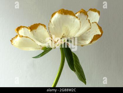 Un unico bel fiore di Peony come muore e si dissolve da rosa brillante a crema. I bordi del petalo diventano dorati Foto Stock