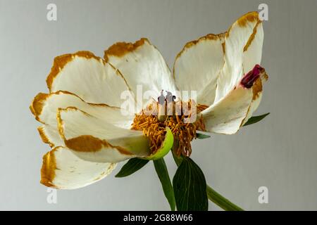 Un unico bel fiore di Peony come muore e si dissolve da rosa brillante a crema. I bordi del petalo diventano dorati Foto Stock