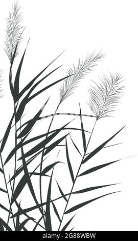 Immagine della silhouette di canne bianche e nere su sfondo bianco. Illustrazione Vettoriale