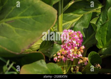 Fiore rosa di badan o crassifolia di bergenia fra le grandi foglie verdi. Fioritura della pianta medicinale. Tè alle erbe. Foto Stock