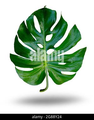 Singola giungla tropicale foglie di pianta di Monstera isolate su sfondo bianco Foto Stock