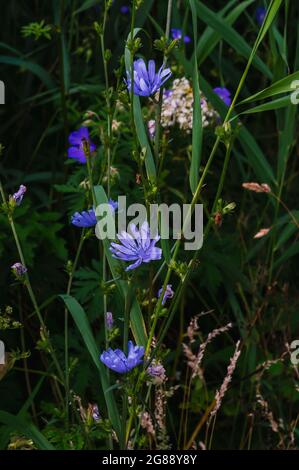 Immagine verticale della cicoria blu comune alla luce del sole Foto Stock