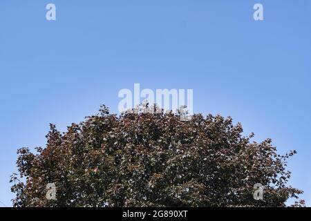 Rame Faggio albero (Fagus sylvatica F. purpurea) contro un cielo blu senza nuvole all'inizio dell'estate Foto Stock