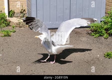 Grande singolo adulto gabbiano europeo di aringa (Larus argentatus) che stendono le ali preparandosi per il decollo Foto Stock