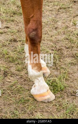 Zoccoli e gambe di un cavallo bruno domestico (Equus ferus caballus) su un pascolo in campagna Foto Stock