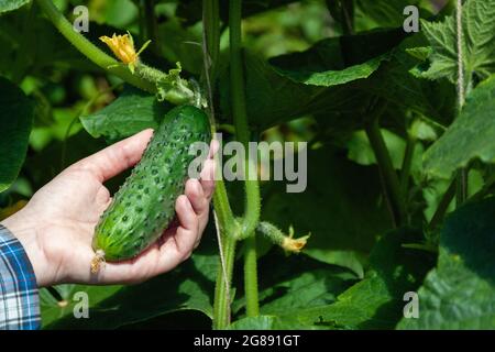 la mano del giardiniere sceglie il cetriolo nell'orto, raccogliendo i cetrioli coltivati in casa nel giardino Foto Stock