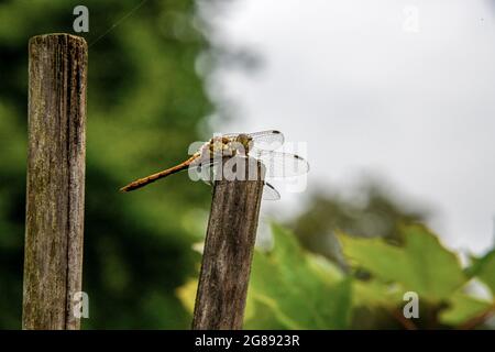 Vicino alla vista di una mosca di drago che si posa su un palo di legno in una giornata di pioggia estiva Foto Stock