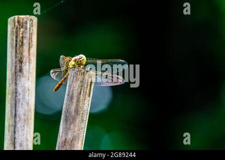 Vicino alla vista di una mosca di drago che si posa su un palo di legno in una giornata di pioggia estiva Foto Stock