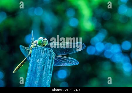 Vicino alla vista di una mosca di drago che si posa su un palo di legno in una giornata di pioggia estiva Foto Stock