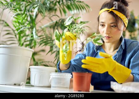 Donna che si prende cura di guanti di gomma che trapiantano una pianta in una nuova pentola a casa Foto Stock