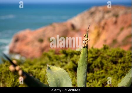 Diverse piccole lumache si sono riunite su una foglia di una grande pianta di aloe vera. Foto Stock