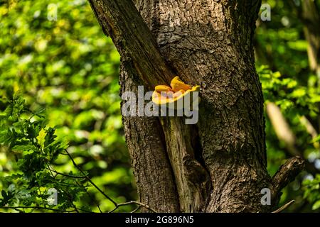 Staffa fungo che cresce sulla corteccia di albero in bosco, Lothian orientale, Scozia, Regno Unito Foto Stock