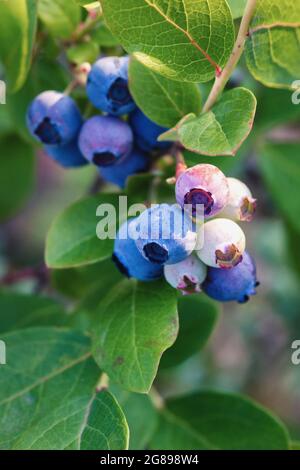 mirtilli sulla macchia maturano in giardino d'estate, mirtillo coltivato in azienda agricola biologica, foto verticale Foto Stock