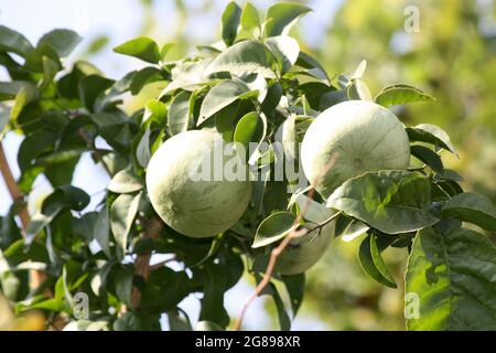 Frutti non maturi di mela di pietra o di bael indiano (marmelo di Aegle) Foto Stock