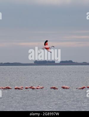 Un fuoco selettivo del fenicottero che vola sopra un gregge che forava sul lago Epiecuen, Buenos Aires, Argentina Foto Stock