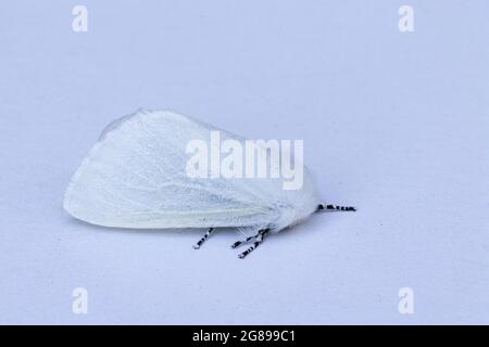 White Satin Moth (Leucoma salicis) Foto Stock