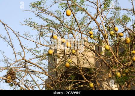 Frutti non maturi di mela di pietra o di bael indiano (marmelo di Aegle) Foto Stock