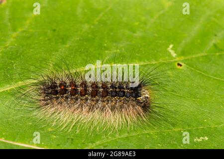 Spugna Moth Caterpillar (Lymantria dispar dispar) Foto Stock