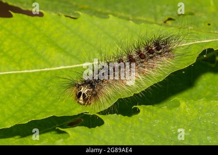 Spugna Moth Caterpillar (Lymantria dispar dispar) Foto Stock