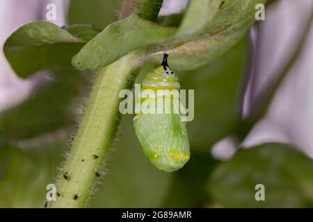 Monarch farfalla crisalide appeso alla foglia di pianta. Concetto di conservazione delle farfalle, ciclo di vita, conservazione dell'habitat, e giardino fiorito cortile Foto Stock