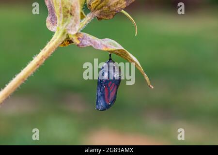 Monarch farfalla crisalide appeso alla foglia di pianta. Concetto di conservazione delle farfalle, ciclo di vita, conservazione dell'habitat, e giardino fiorito cortile Foto Stock