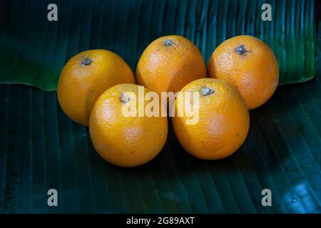 Citrus × sinensis, noto anche come Citrus sinensis, comprende le arance dolci comunemente coltivate Foto Stock