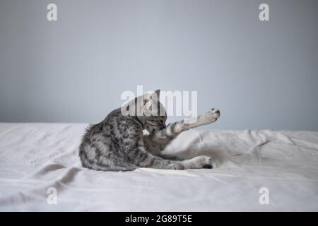 Cute grigio tabby gatto adulto giace sul letto e leccare le sue zampe per la pulizia. Foto Stock